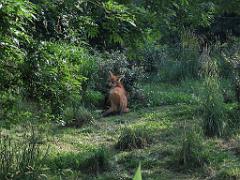149 BIO PARC DE DOUE LA FONTAINE 3- 2016_000040
